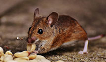 24 Hour & Emergency Exterminators in Mechanicsburg, PA